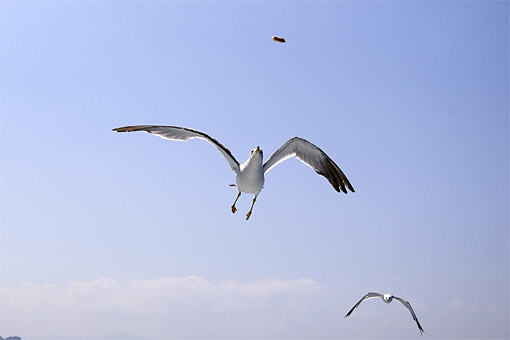 ���M�ό��D�@�����ߕ�