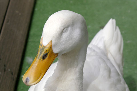 �̂ڂ�ׂN�}�q��