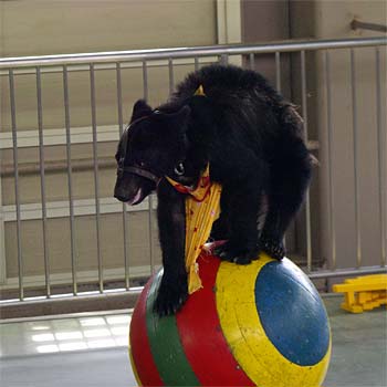 �̂ڂ�ׂN�}�q��