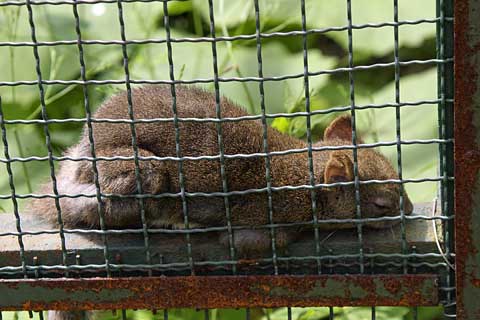 �̂ڂ�ׂN�}�q��