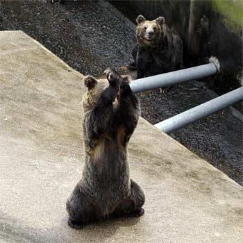 �̂ڂ�ׂN�}�q��