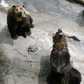 �̂ڂ�ׂN�}�q��