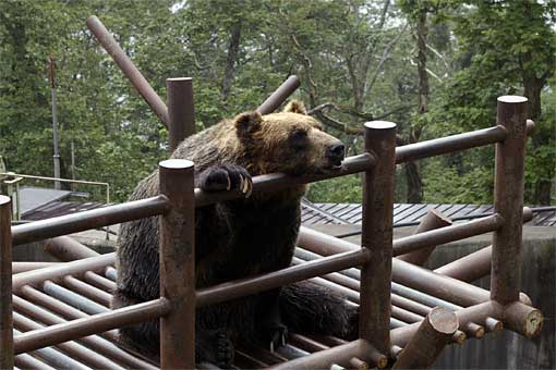 �̂ڂ�ׂN�}�q��