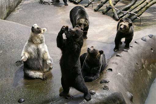 �̂ڂ�ׂN�}�q��