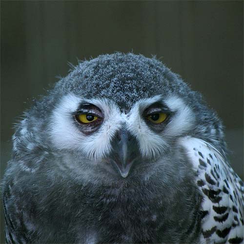 �D�y�s�~�R������