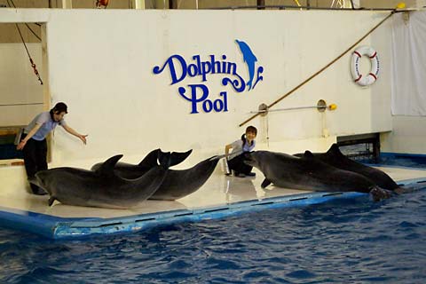 �o�ʃ}�����p�[�N�j�N�X