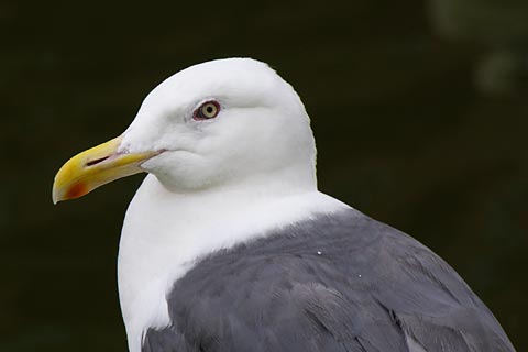 �o�ʃ}�����p�[�N�j�N�X