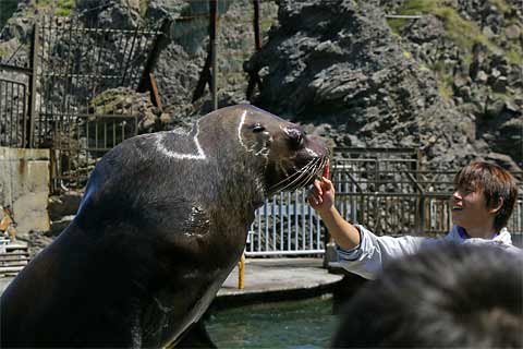 �����鐅����