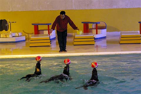 �����鐅����