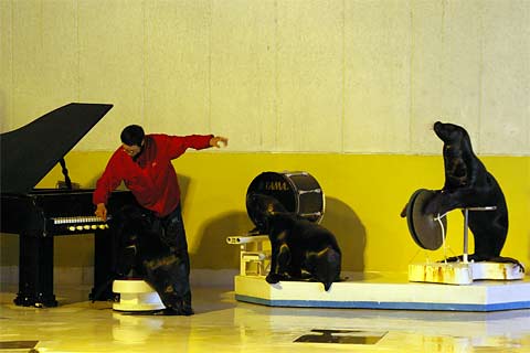 �����鐅����