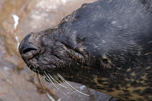 ����V�[���[���h