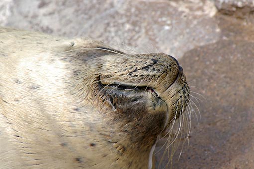 ����V�[���[���h