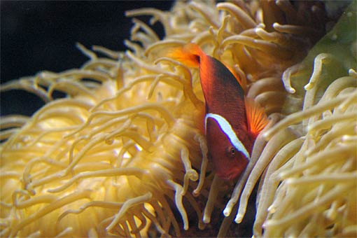 ����V�[���[���h