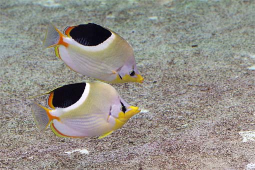 ����V�[���[���h