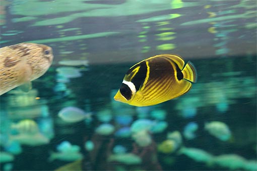 ����V�[���[���h