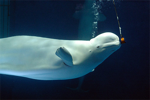 ����V�[���[���h