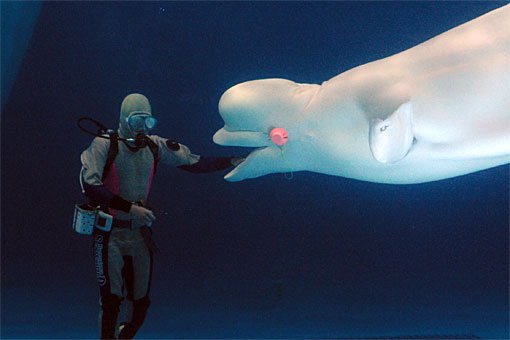 ����V�[���[���h