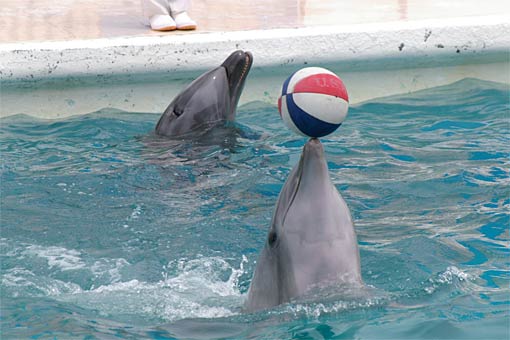 ����V�[���[���h