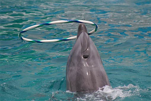 ����V�[���[���h