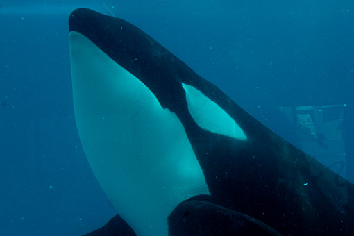 ����V�[���[���h