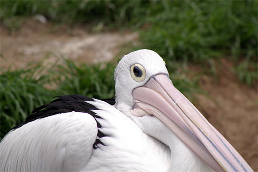 ����V�[���[���h