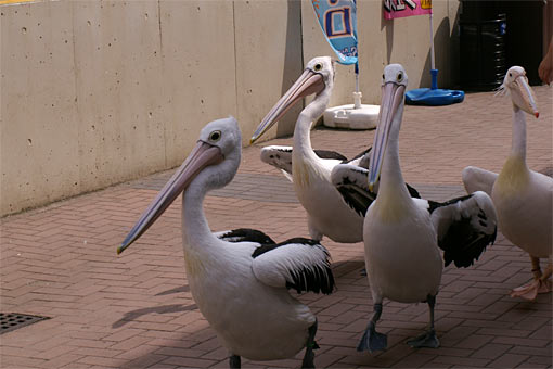 ����V�[���[���h