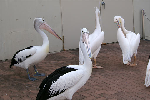 ����V�[���[���h