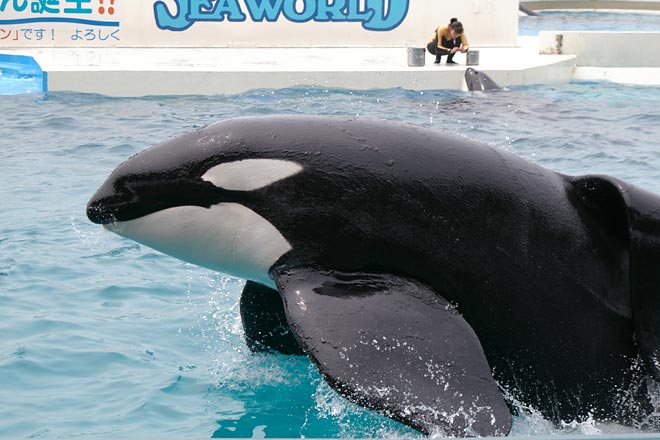 ����V�[���[���h