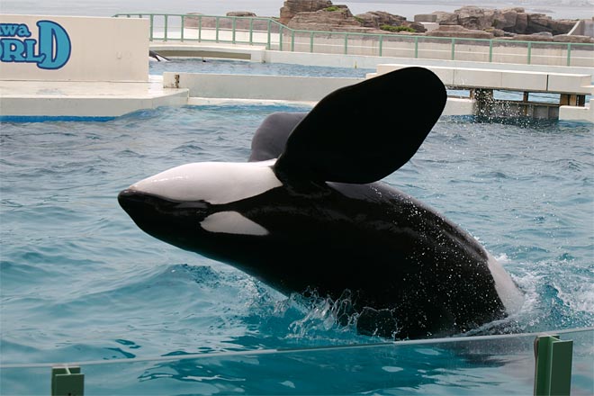 ����V�[���[���h