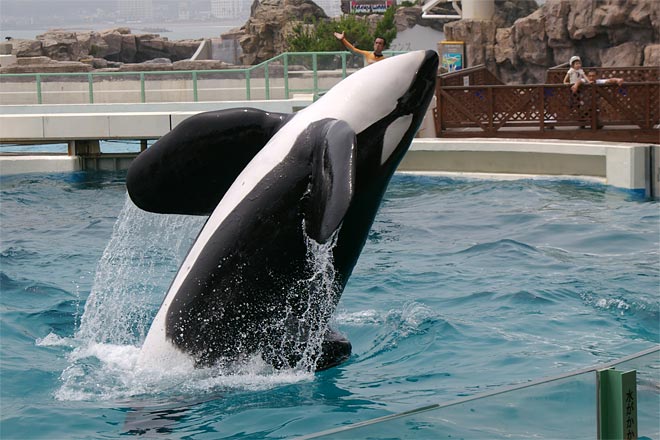 ����V�[���[���h