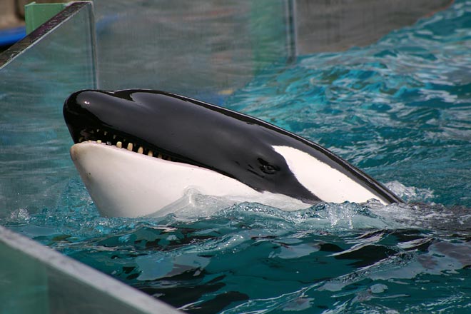 ����V�[���[���h