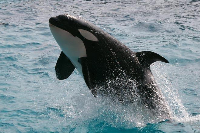 ����V�[���[���h