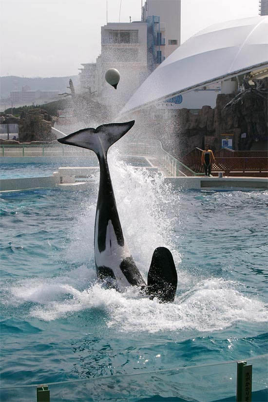 ����V�[���[���h