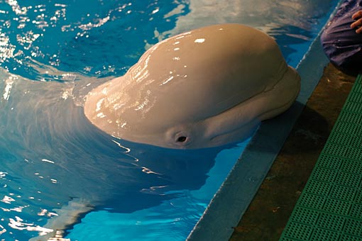 ����V�[���[���h