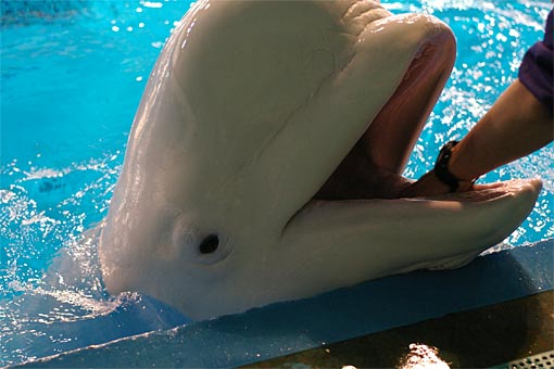 ����V�[���[���h