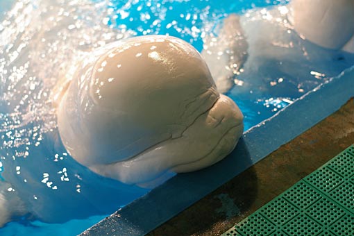 ����V�[���[���h