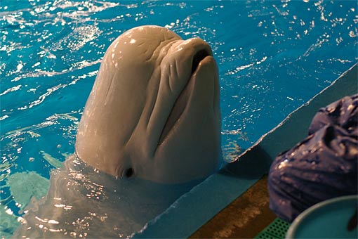 ����V�[���[���h