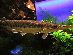 �X�|�b�e�b�h�K�[