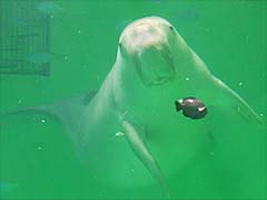 �W���S��