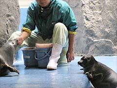 �o�C�J���A�U���V