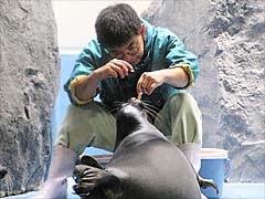 �o�C�J���A�U���V