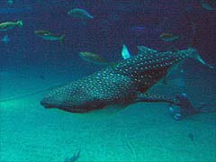 �W���x�G�U��