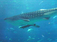 �W���x�G�U��