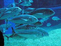 �M���K���A�W