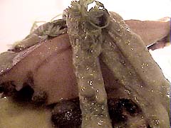 �C�[�t�[��