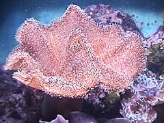 �\�t�g�R�[����