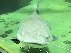 ���b�h�e�[���L���b�g