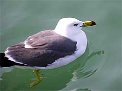 �����p�ό�����