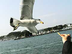 �����p�ό�����