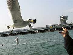 �����p�ό�����